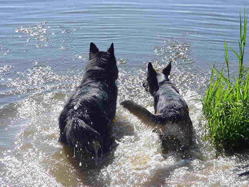 Lord und Fenja beim Wasserplanschen